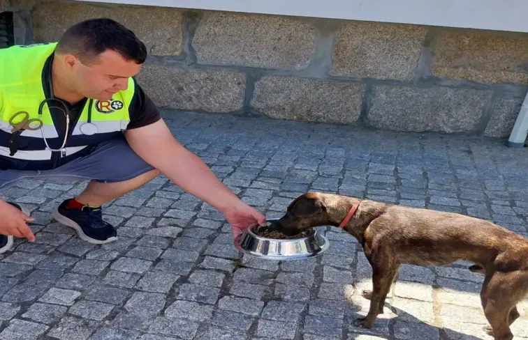 cão a ser alimentado